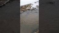 река Белокуриха весной.