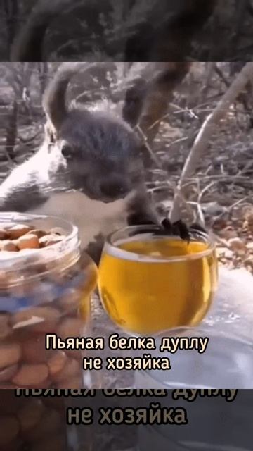 Пьяная белка дуплу не хозяйка