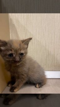Котята ищут дом