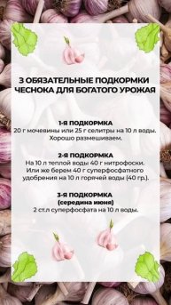 3 обязательных ПОДКОРМКИ ДЛЯ ЧЕСНОКА для богатого урожая в 2025