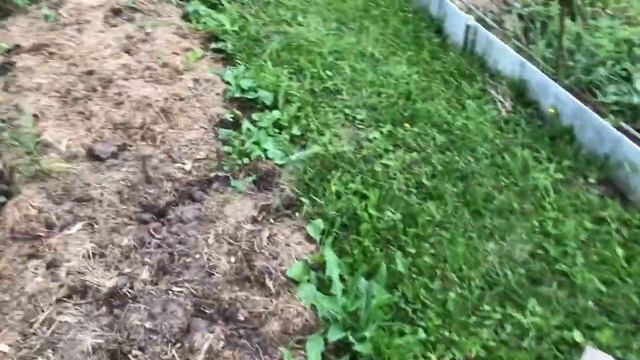 Что происходит в моем огороде часть (9)