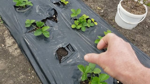 Обработка клубники от вредителей во время цветения.