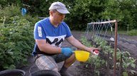 ТОМАТЫ В ОТКРЫТОМ ГРУНТЕ: Так сажают только профессионалы! Урожай в 3 раза больше
