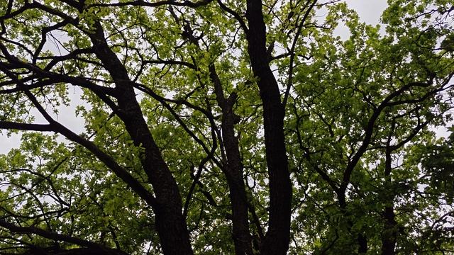 Птицы поют в весеннем лесу!