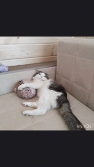 Пушок сейчас и раньше😺