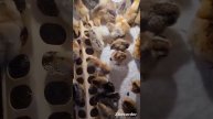 чип, чип, чибилэрем😃 🐥🎼