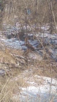 Одинокий журавль. Отбился от стаи?