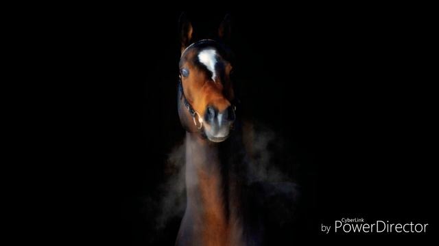 Клип с лошадьми (картинки)