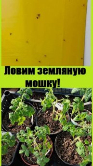 Как я избавилась от земляной мошки и ее личинок?