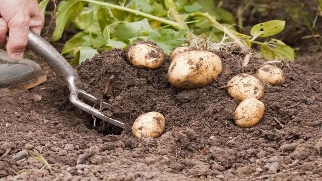 Как правильно сажать картофель ростками вверх или вниз