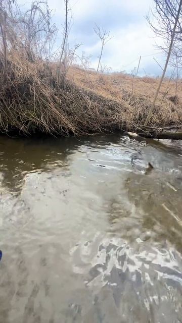 Хорошая форель в миниречке на спиннинг 😁
