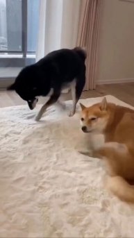 Вечеринка 🐶😉😍