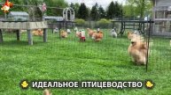 Идеальное птицеводство достойно восхищения 🐓🦆🦢🦚🦃🐔 эпизод (161)
