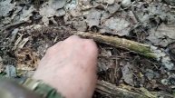 Май - грибы, сморчки собирай