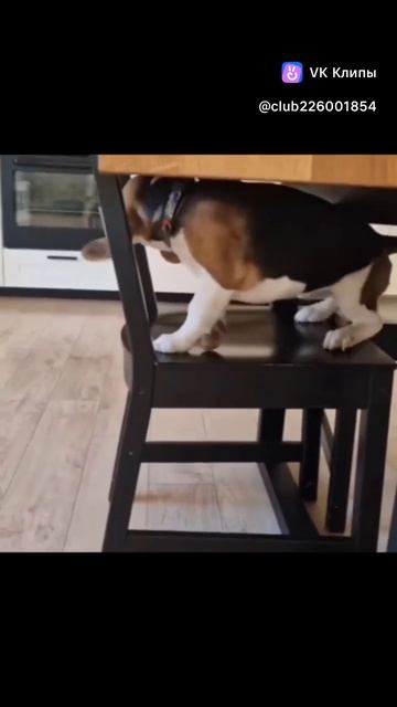 clip-226001854_456295700.mp4
