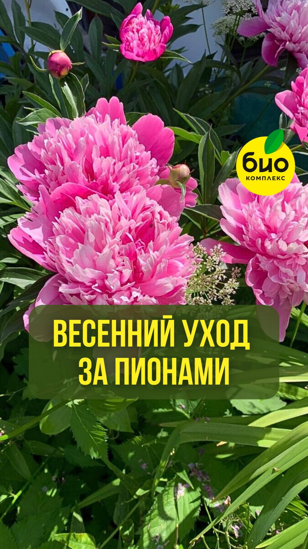 Весенний уход за пионами