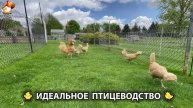 Идеальное птицеводство достойно восхищения 🐓🦆🦢🦚🦃🐔 эпизод (162)