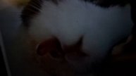 1000018158.mp4 Ржу с зайца