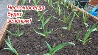 ЧЕСНОК НИКОГДА НЕ ПОЖЕЛТЕЕТ! Весенняя подкормка, которая работает на 100%