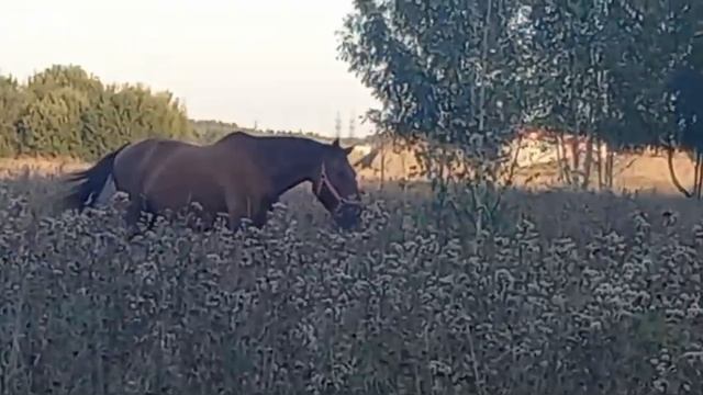 ЛОШАДИ В ЗАГОНЕ