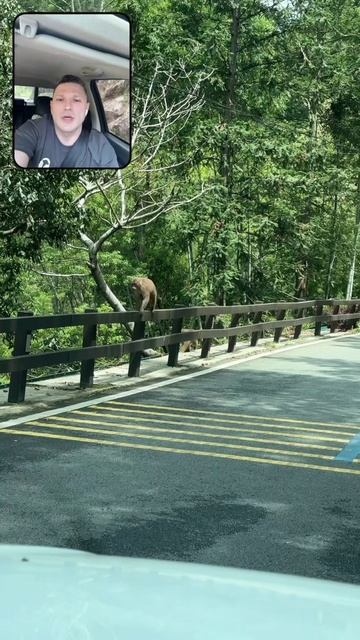 Обезьянки по пути в Тун Му