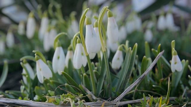 Оптимістичні квіти.Підсніжники.Весна.Snowdrops.Spring (2015)
