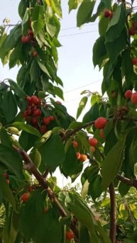 Хаёт хакида маслахат