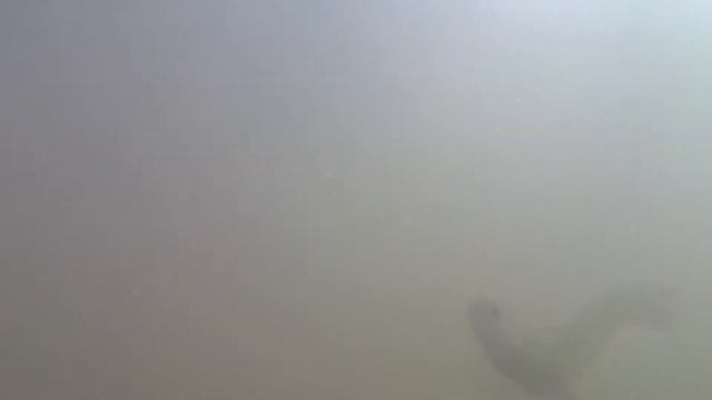 Пшиш - видеозарисовка