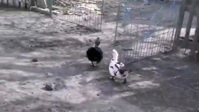УТКА-БПАN