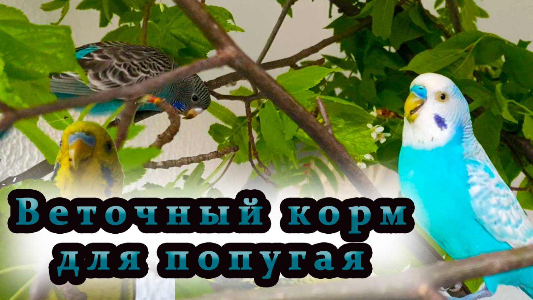 Веточный корм в рационе попугаев.