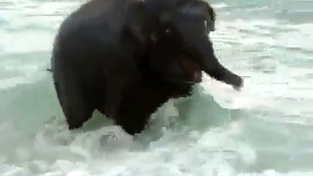 Слонёнок на пляже-2 / The elephant baby on a beach-2