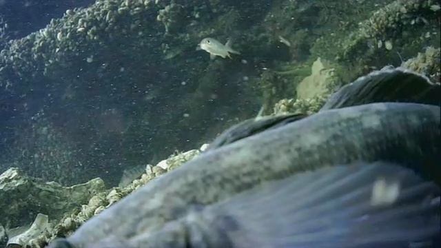 1000042376.mp4Волга гл.5м.02.05.2025г.