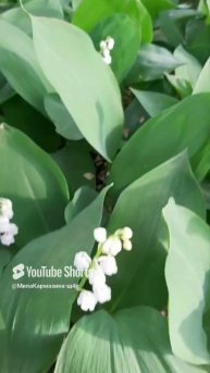 ДНР. Харцызск. 02.05.2025. Цветы у дома. Ландыши #ландыши