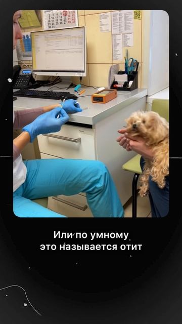 Пять признаков аллергии у собак и кошек