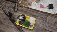 Кушать подано морским свинкам Улли и Пулли!