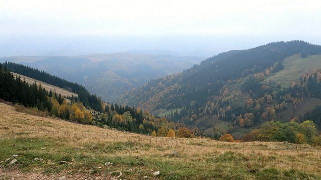 Кострича 2018 осінь