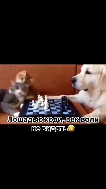 Лошадью ходи🤣🤣🤣🤣
