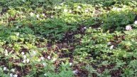 spring flowers 🌼 🌼 🌼 🌺 🌺 🌺 🌹🌹🌹 flowers 💐💐💐белые первоцветы цветы весна