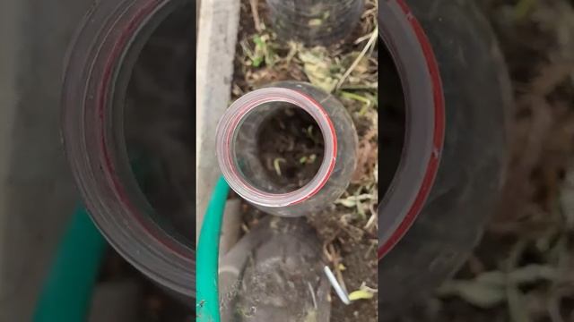 Разложили капельный полив в теплицу.