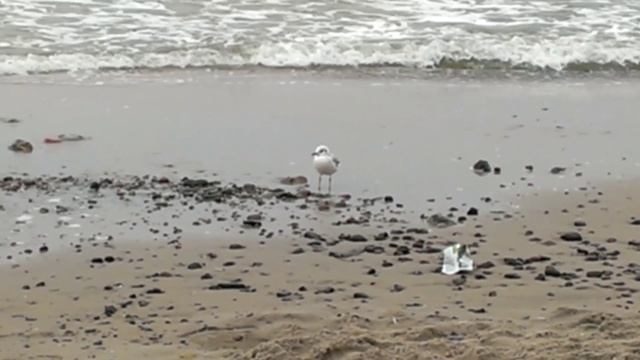 Калининград Балтийское море