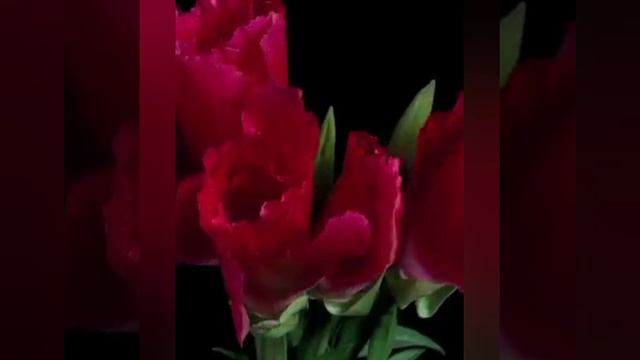 Чайковский П.И. -Танец Феи Драже. Классика.