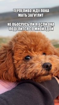 Бусинке мы не даем со стола ничего, это сокращает наши походы в вет.клинику #пудель #тойпудель #poo