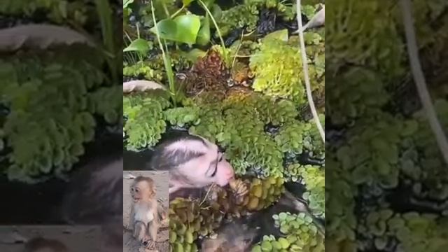 Водолаз.