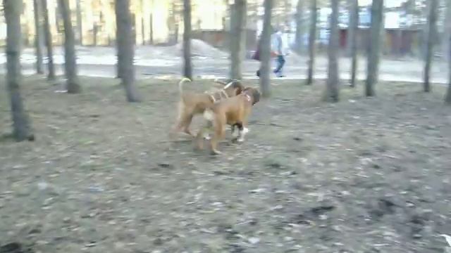Пара запряженных боксеров