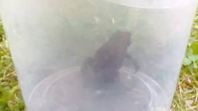 Я нашла жабу