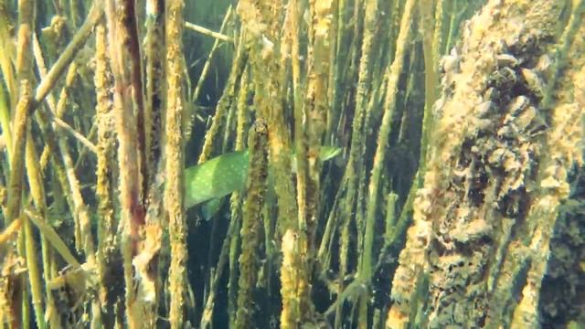Фото видео подводная охота, Snorkeling