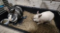 Доброе утро Кролики🐰🐇