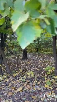 лес