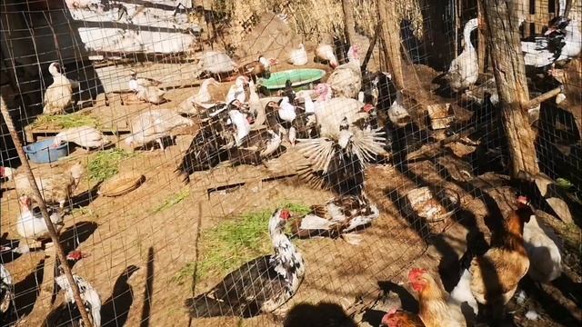 Утки куры гуси индюки