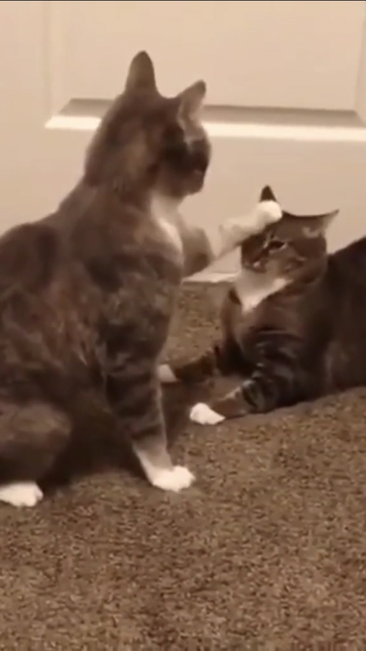 Кото посвящение...